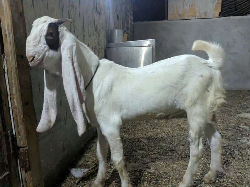 Gulabi Bakra_long Ears_Kheera 9