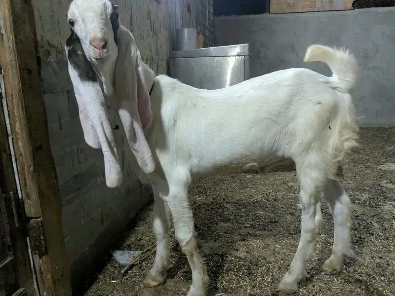 Gulabi Bakra_long Ears_Kheera — photo 11