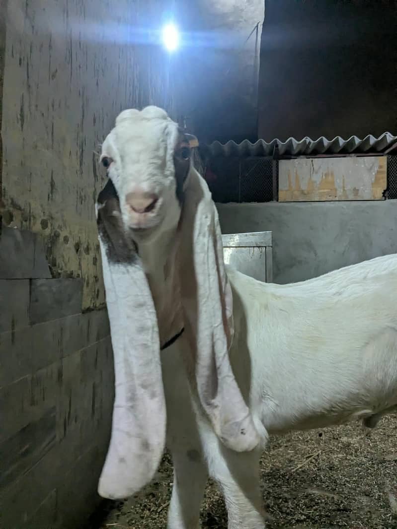 Gulabi Bakra_long Ears_Kheera 11