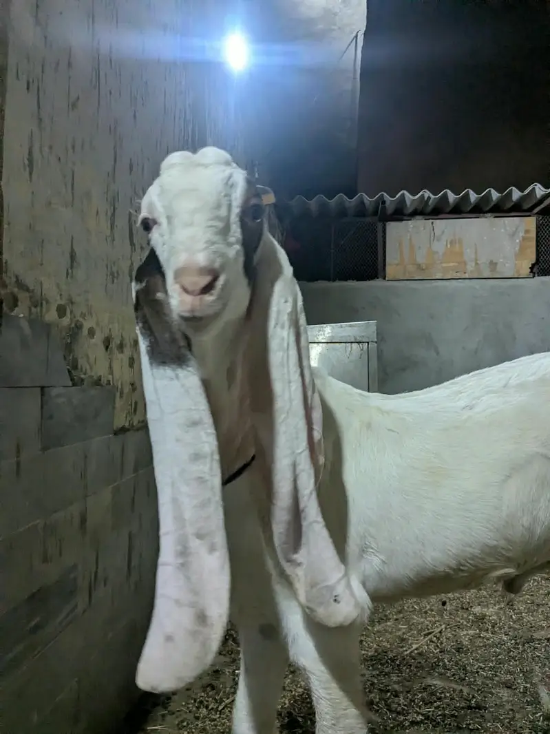 Gulabi Bakra_long Ears_Kheera — photo 12