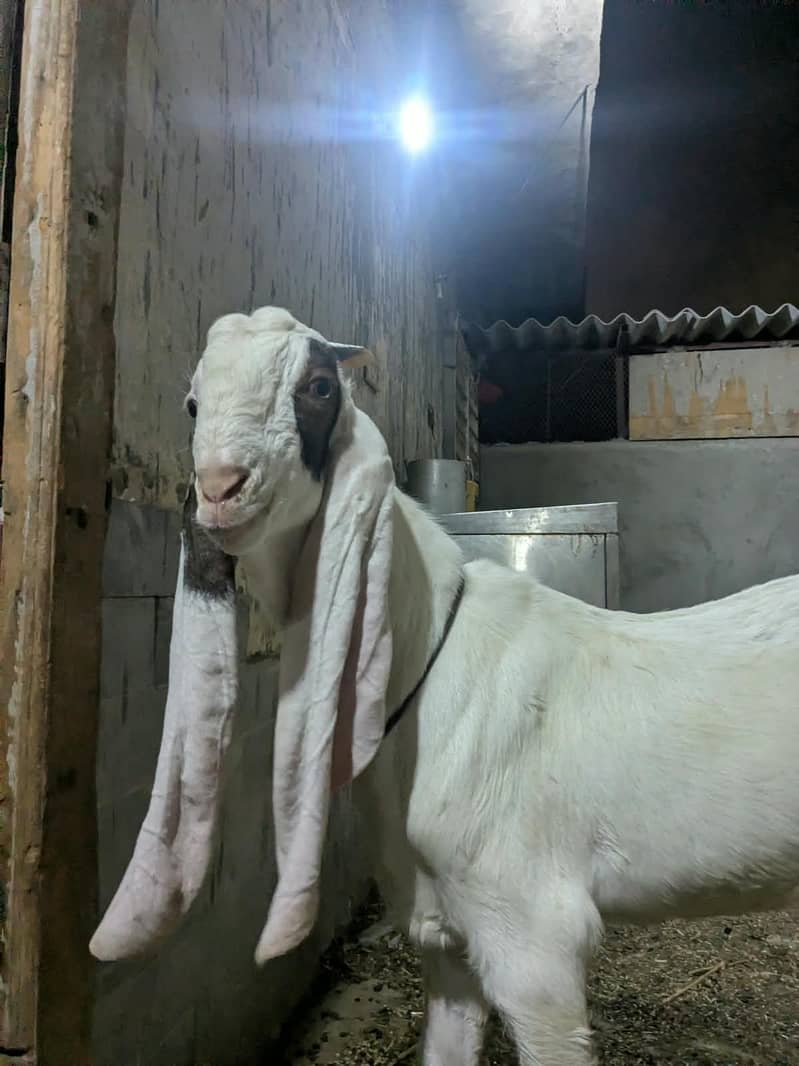 Gulabi Bakra_long Ears_Kheera 12