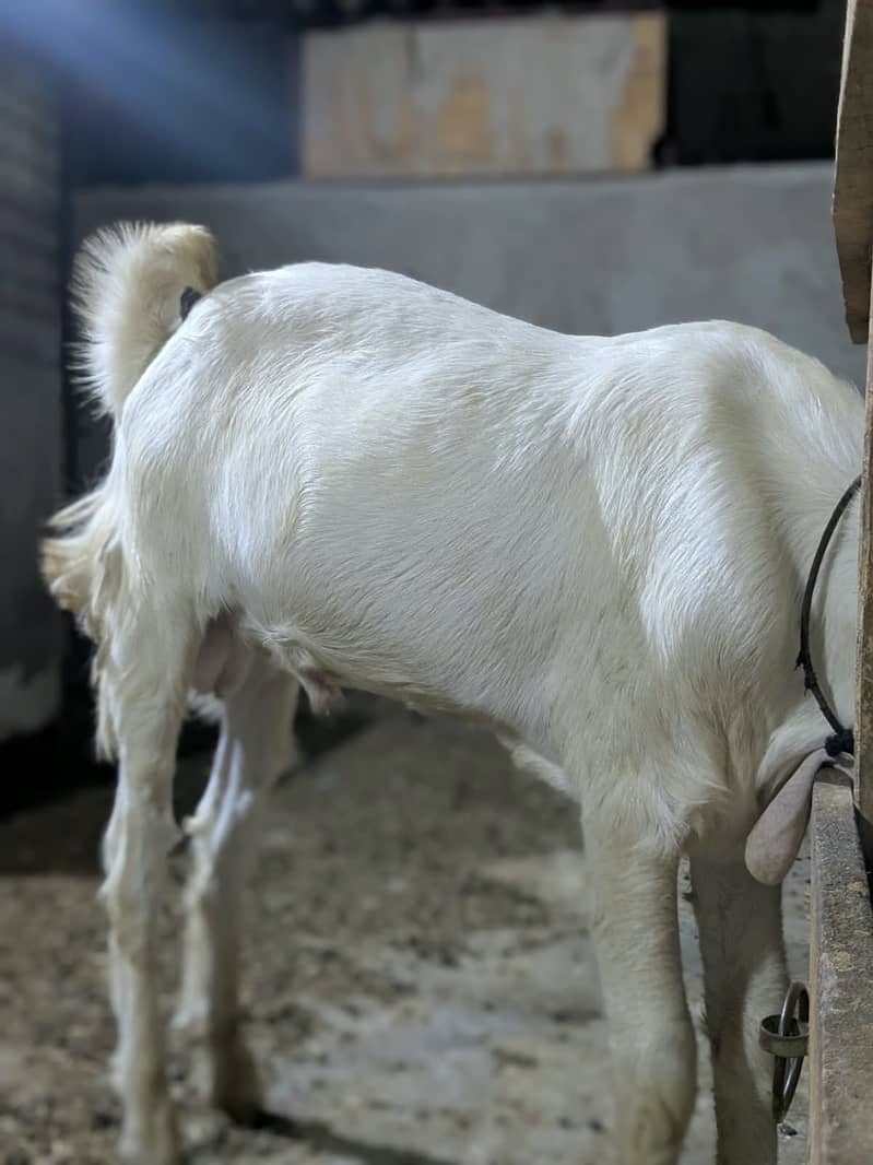 Gulabi Bakra_long Ears_Kheera 15
