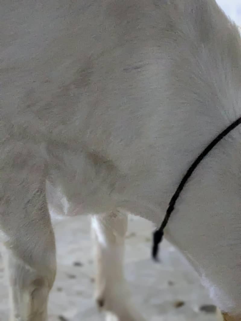 Gulabi Bakra_long Ears_Kheera 16