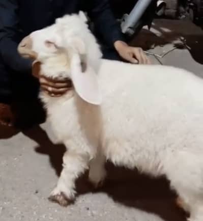 Tasman dumba male for sell