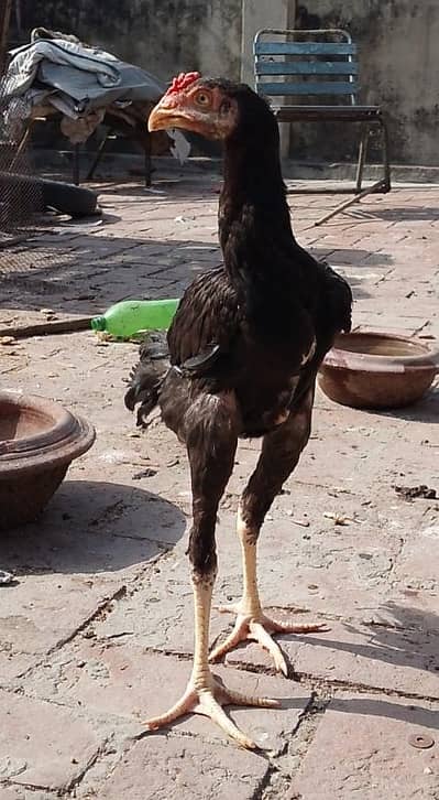 Aseel Sindhi Patha for sale Long height