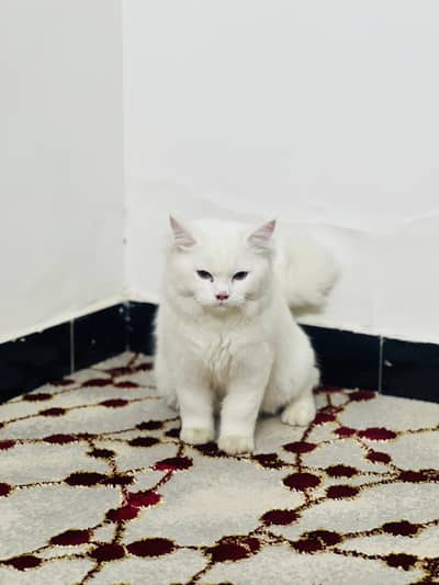 Persian Cat