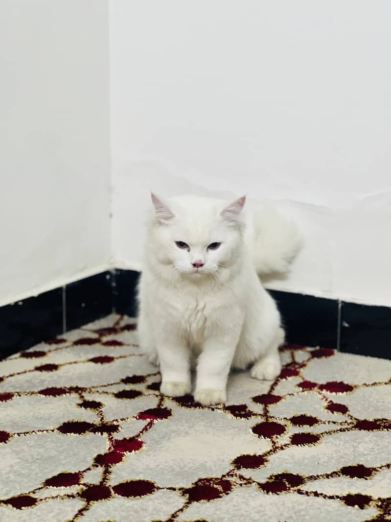 Persian Cat 0