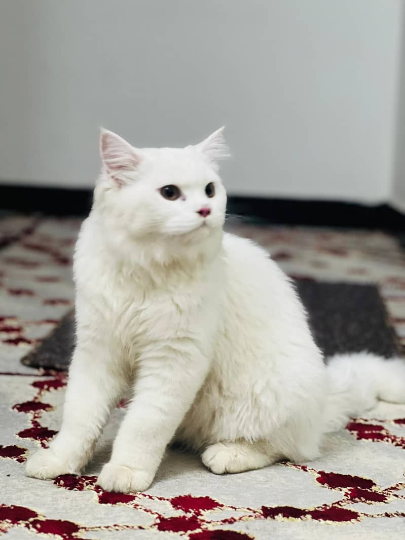 Persian Cat 2