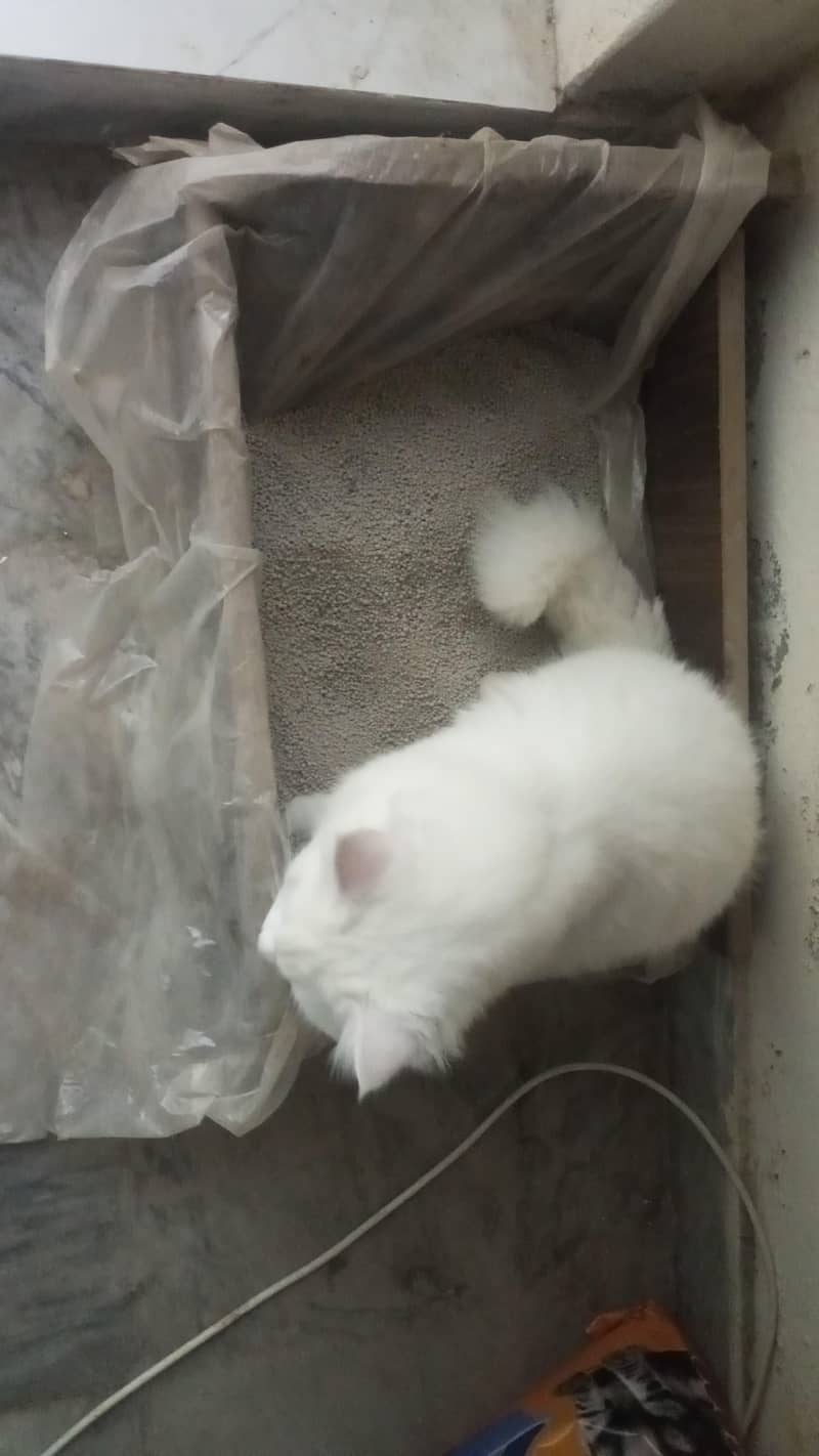 Persian Cat 3