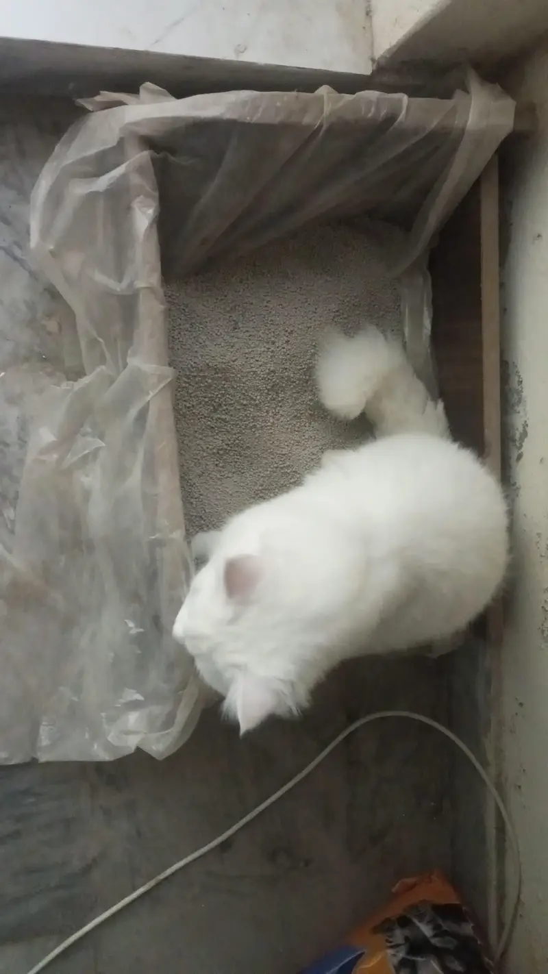 Persian Cat — photo 4