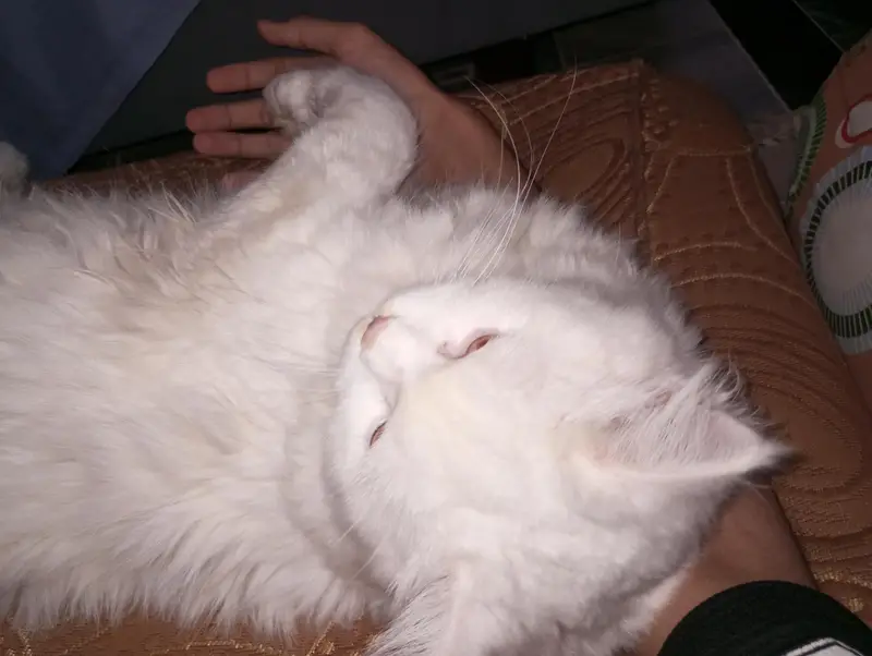 Persian Cat — photo 5