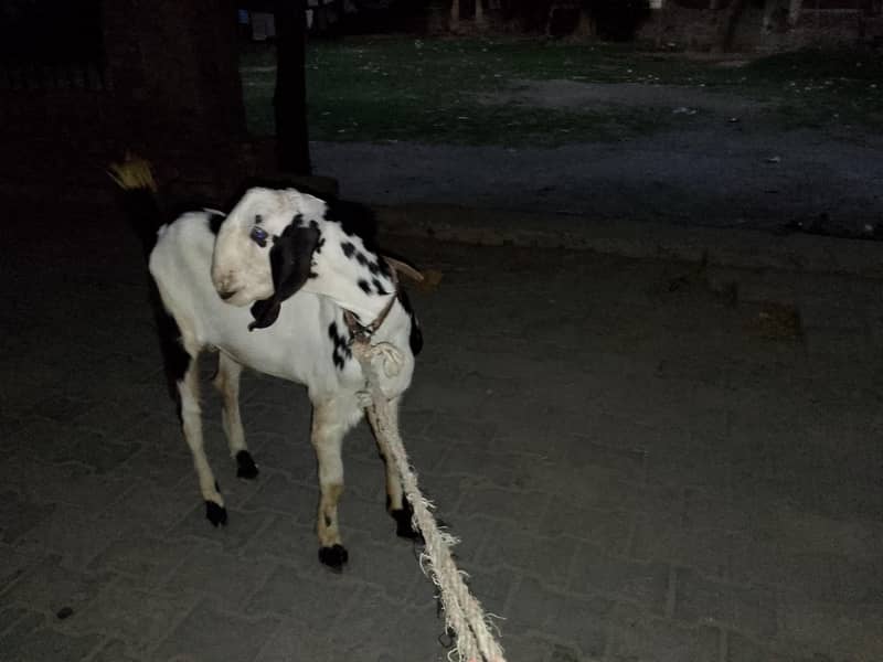 Goats 1