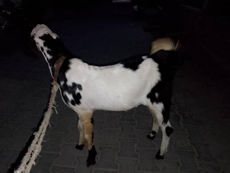 Goats 2