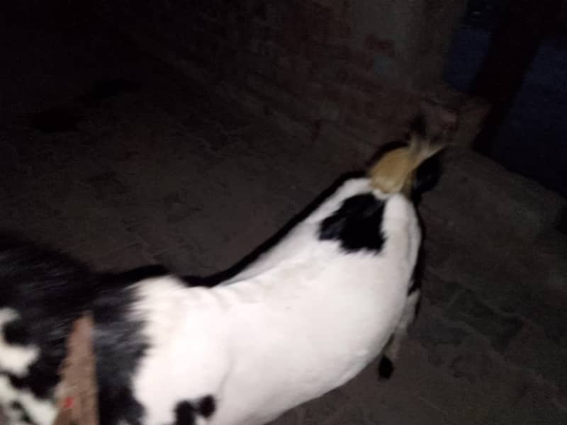 Goats 3