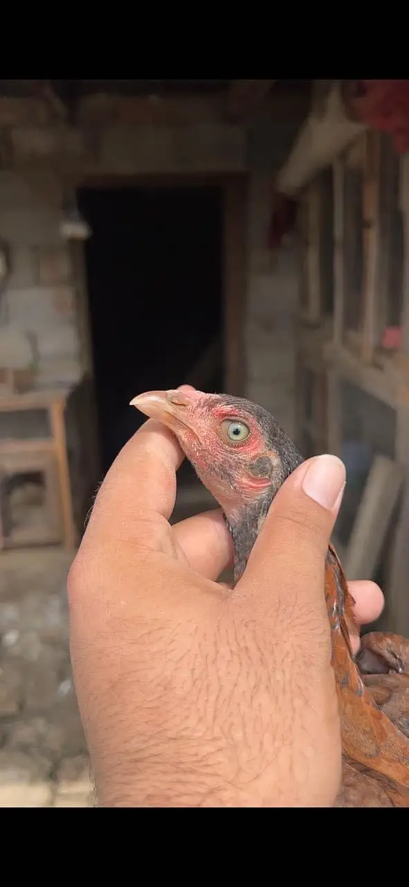 Aseel pathia for sale home breed — photo 7