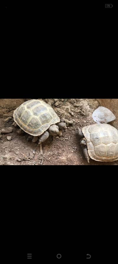 turtle