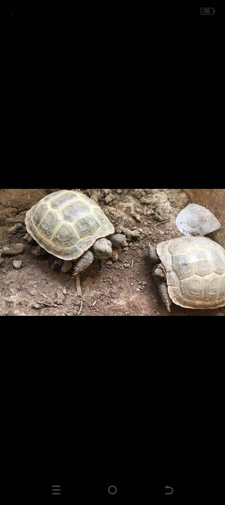 turtle 0