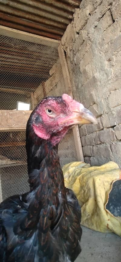 rampure aseel