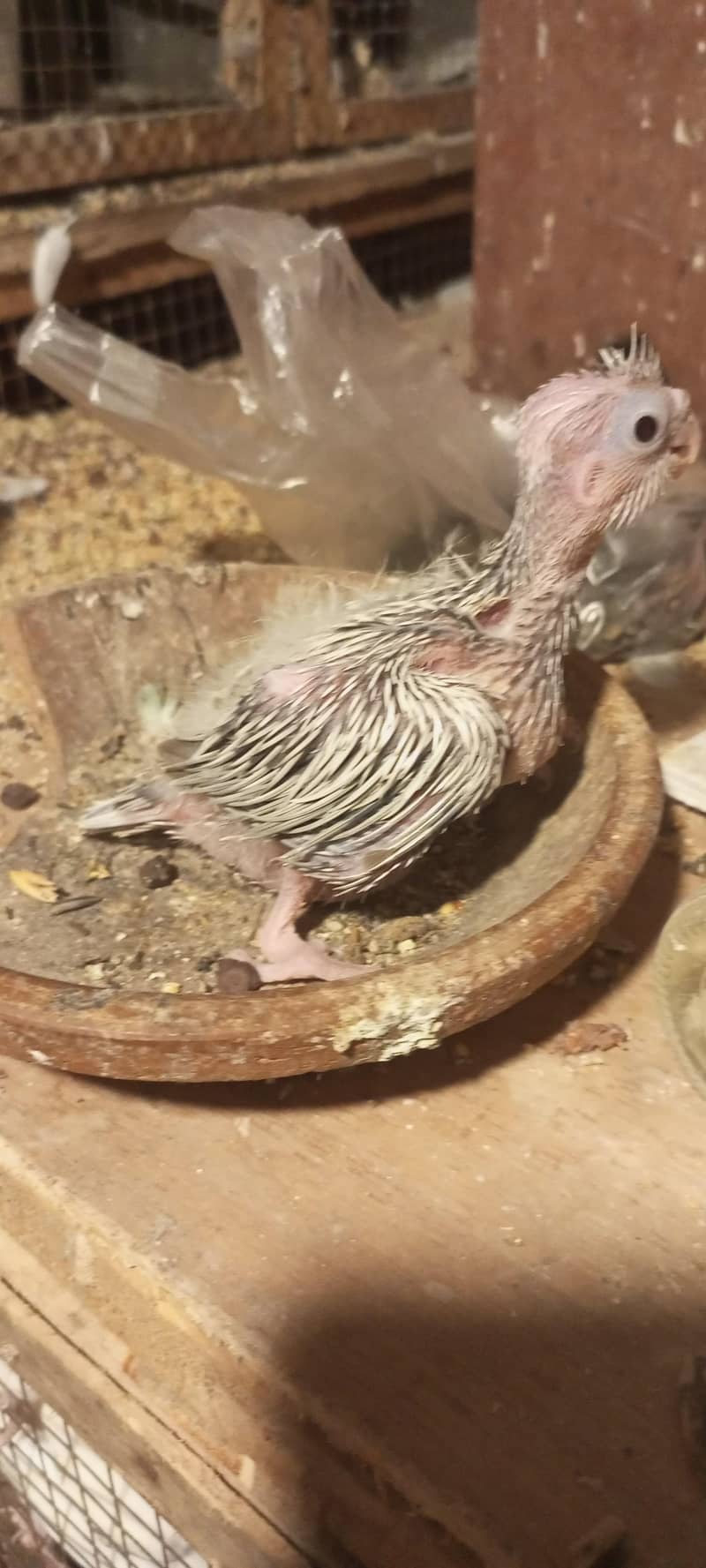 cocktail chick split fellow 0