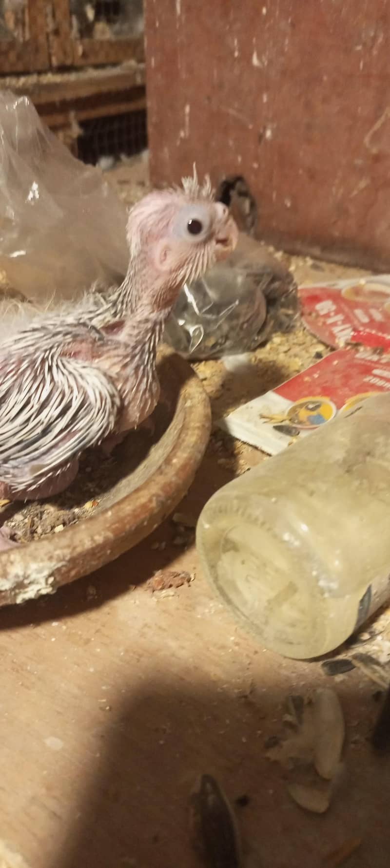 cocktail chick split fellow 1
