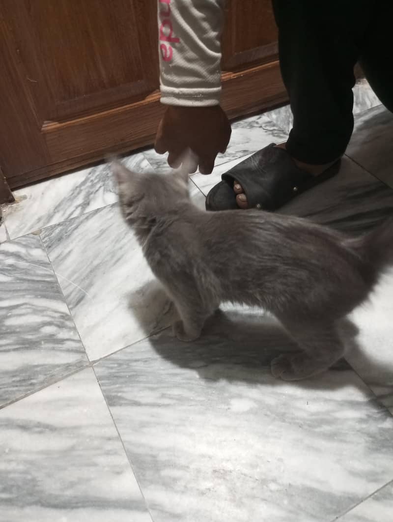 persian 0