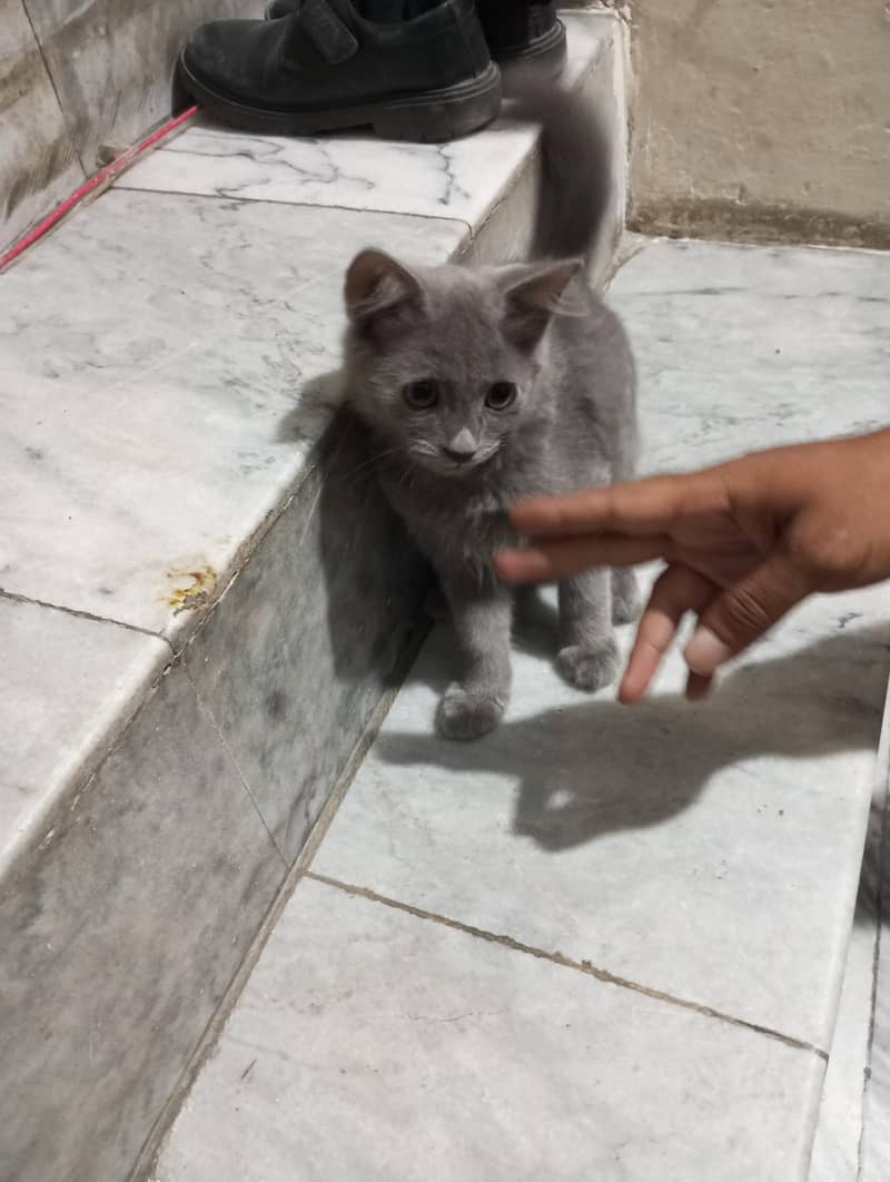 persian 1