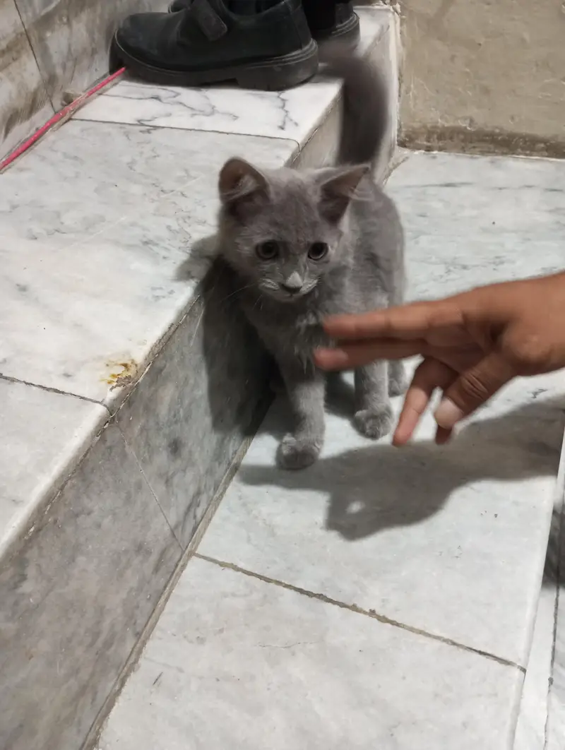 persian — photo 2