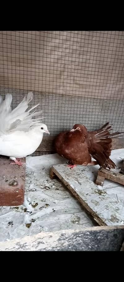 Beautiful fantail breeder pair hai