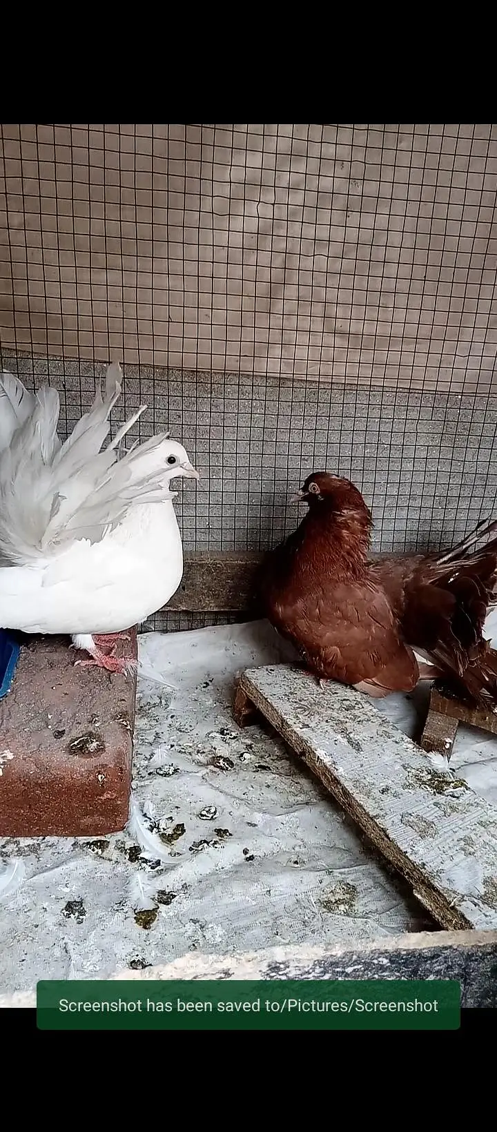 Beautiful fantail breeder pair hai — photo 2
