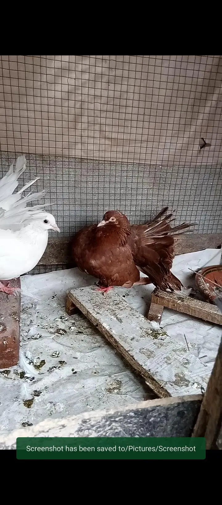 Beautiful fantail breeder pair hai — photo 3