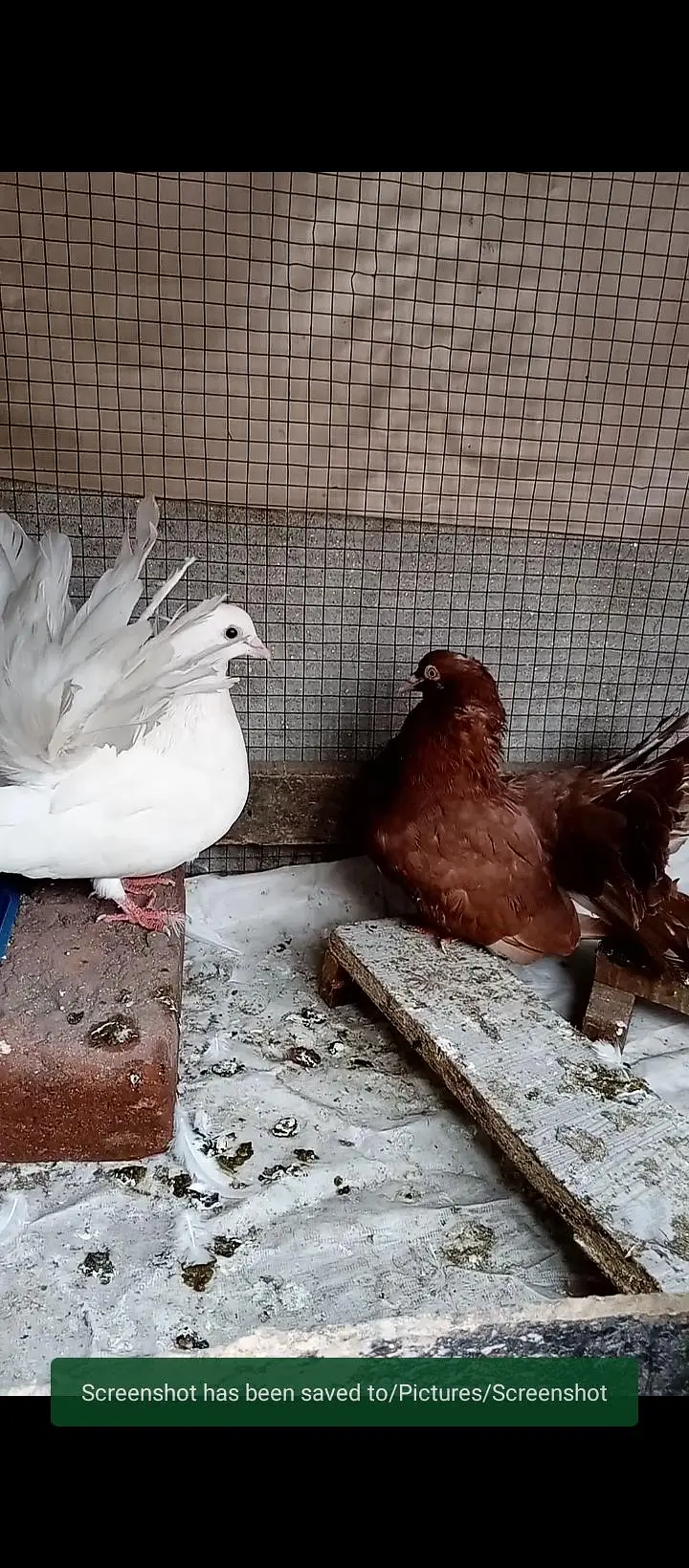 Beautiful fantail breeder pair hai — photo 4