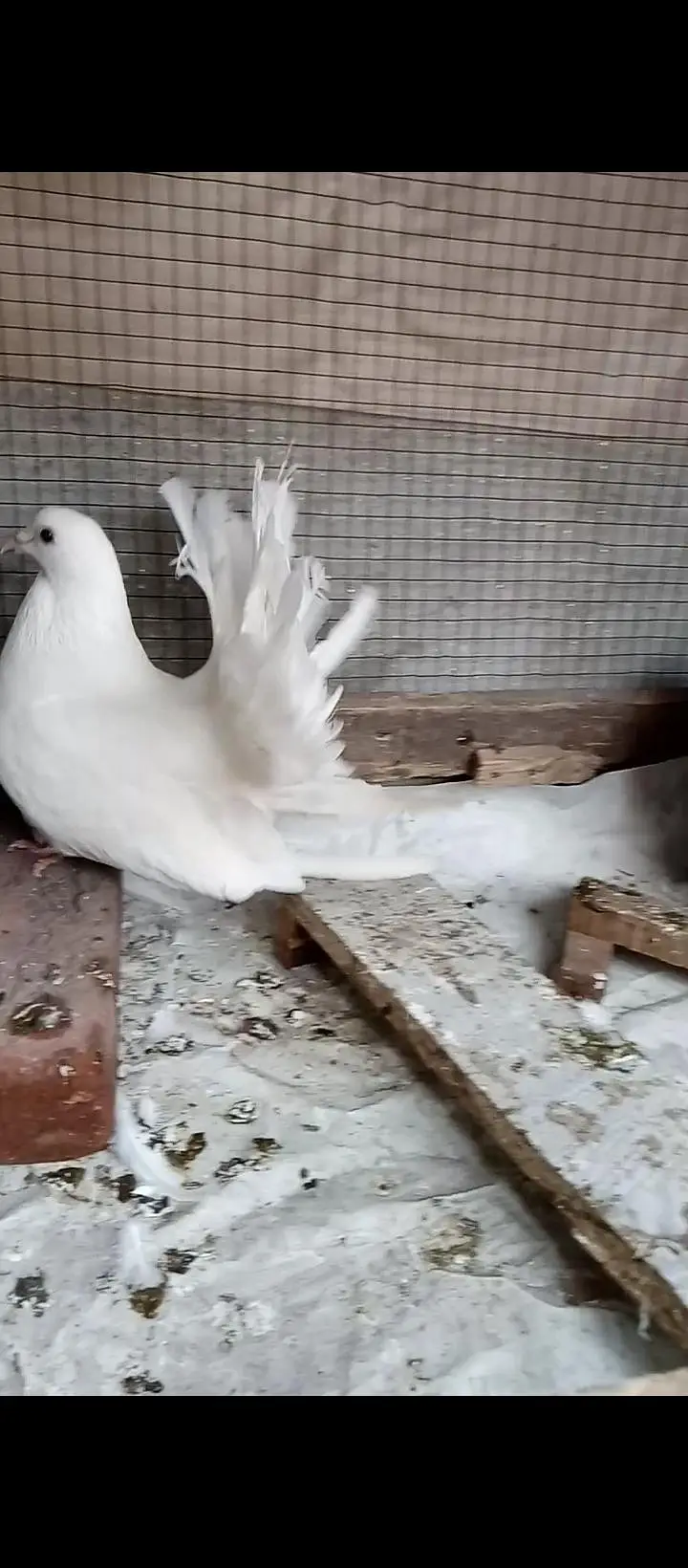 Beautiful fantail breeder pair hai — photo 5