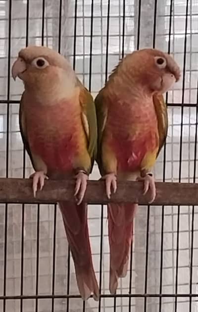 PINEAPPLE CONURE HIGH RED PAIR