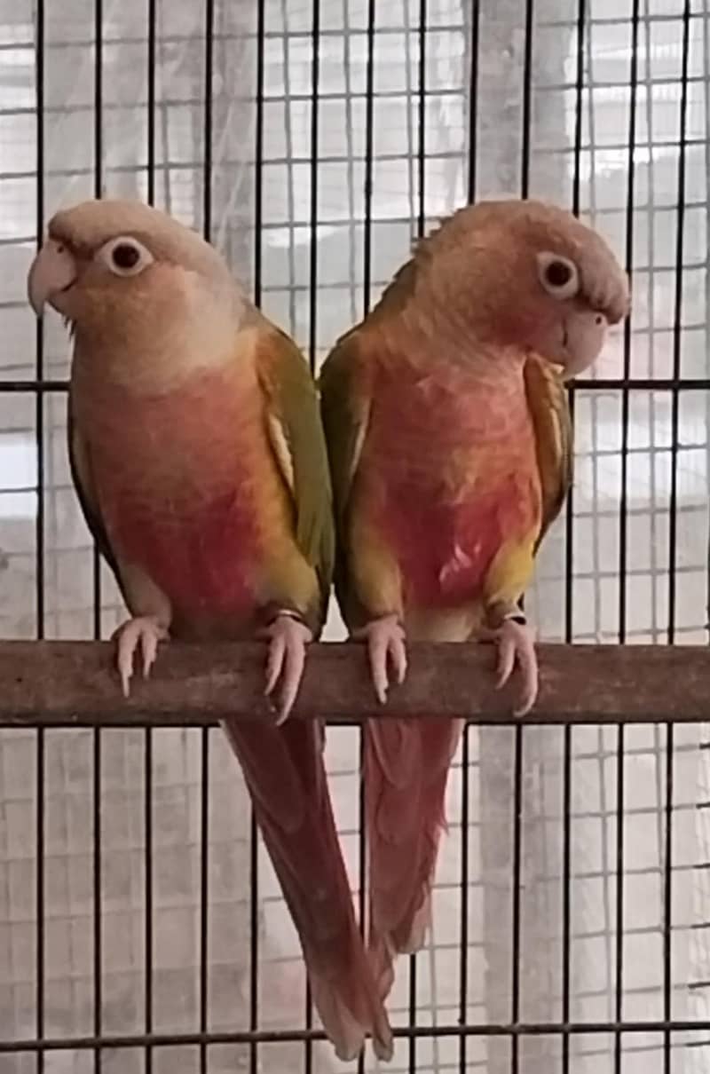 PINEAPPLE CONURE HIGH RED PAIR 1