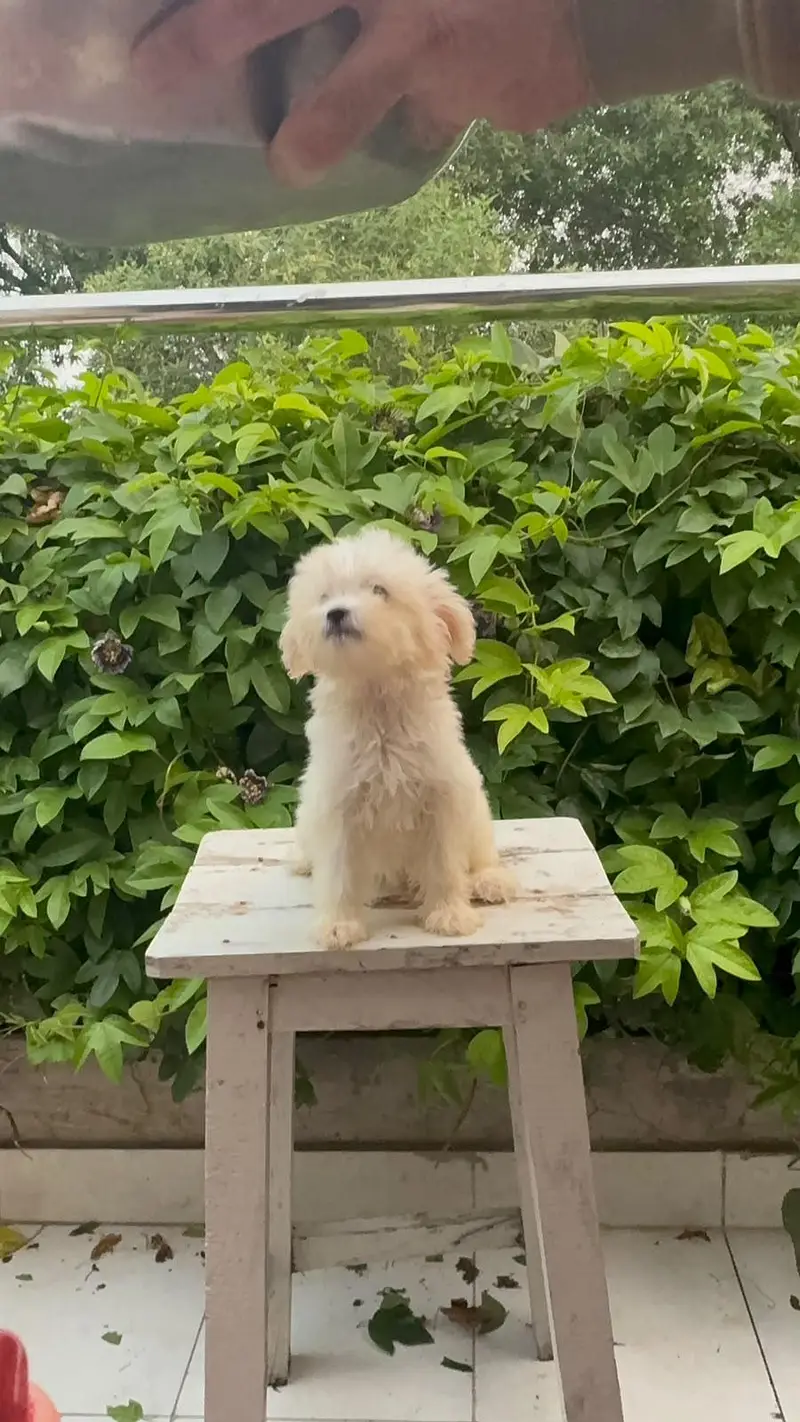 F1 mini Maltipoo puppies — photo 2