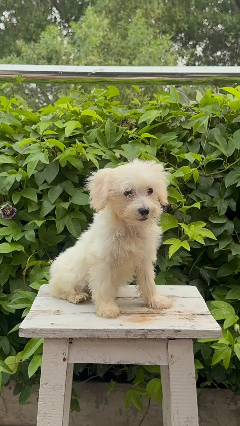 F1 mini Maltipoo puppies — photo 3