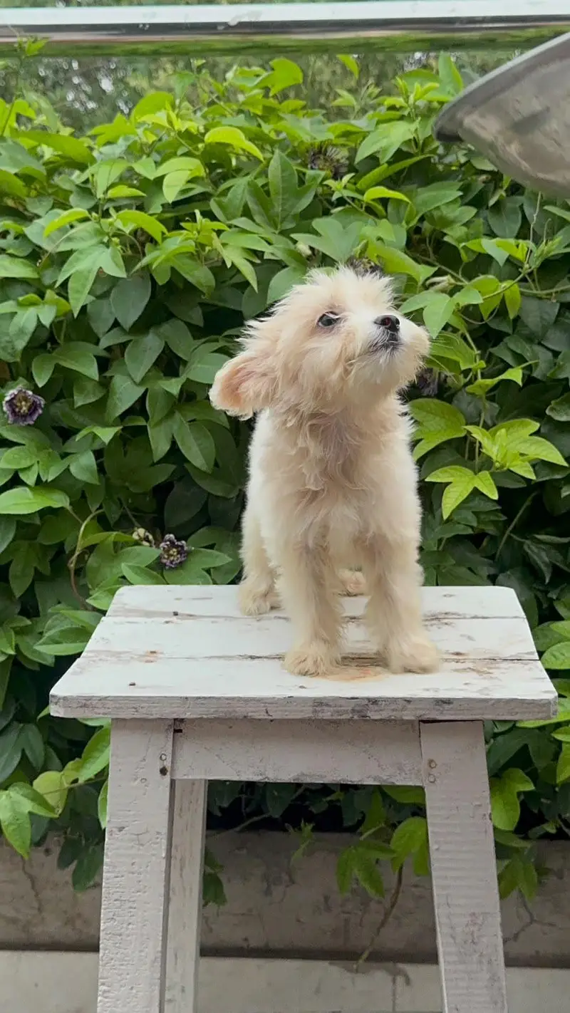 F1 mini Maltipoo puppies — photo 5