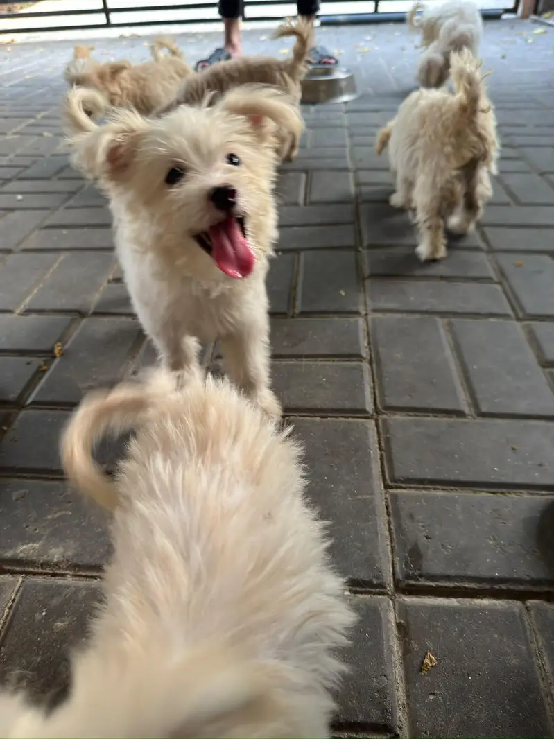 F1 mini Maltipoo puppies — photo 6