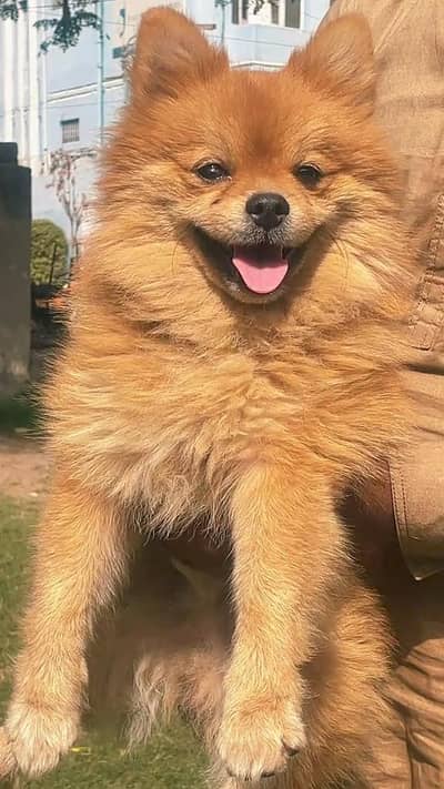 POMRION MALE BOY AVAILABLE