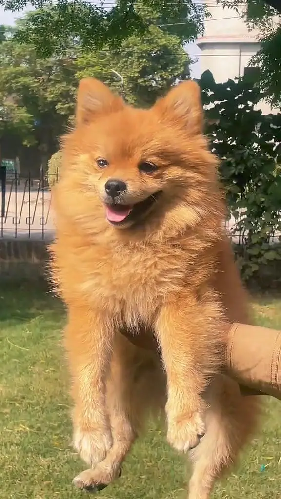 POMRION MALE BOY AVAILABLE — photo 2