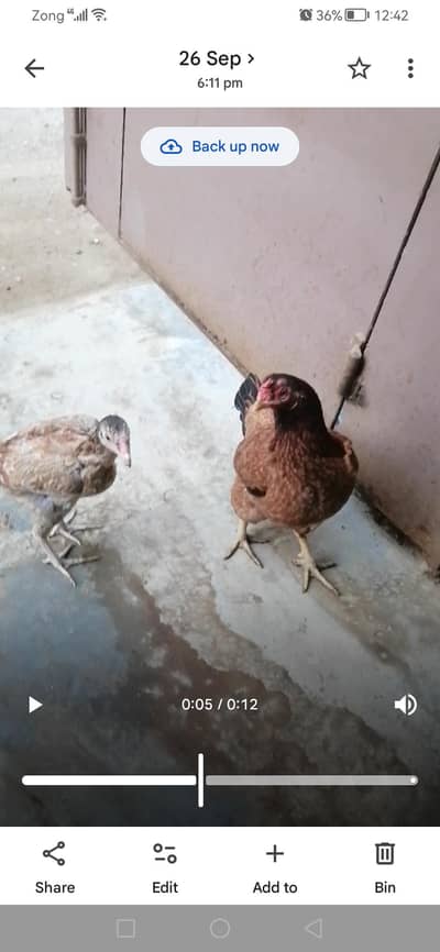 Hen+chicks