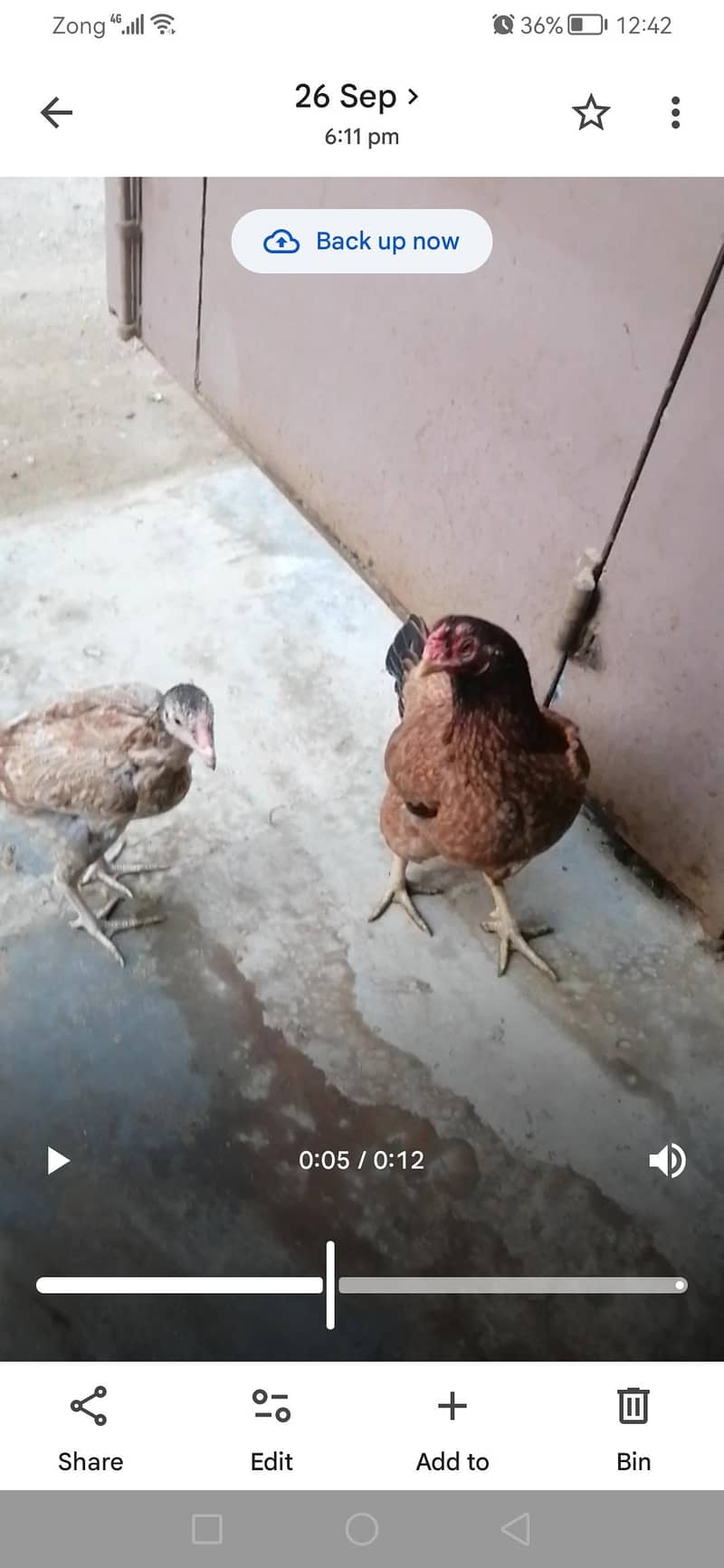 Hen+chicks 0