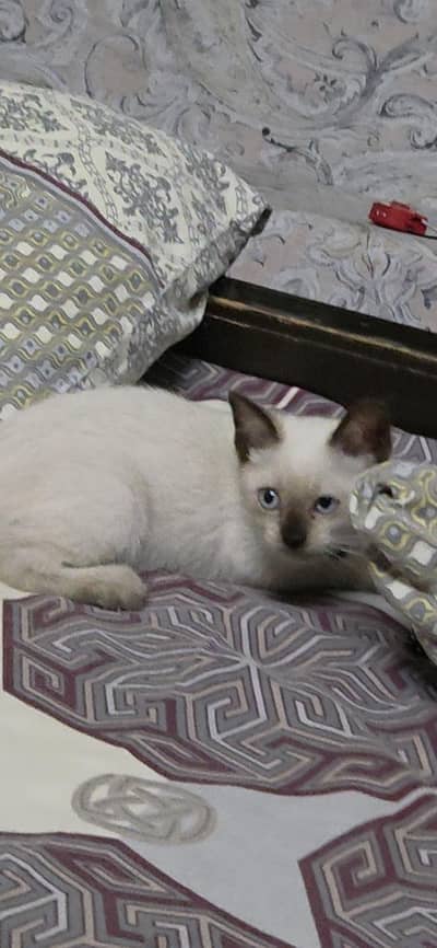 Siamese female kitten