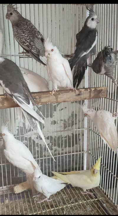 Cockatiel's Mix