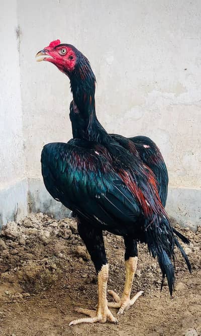 lakha aseel patha nayab