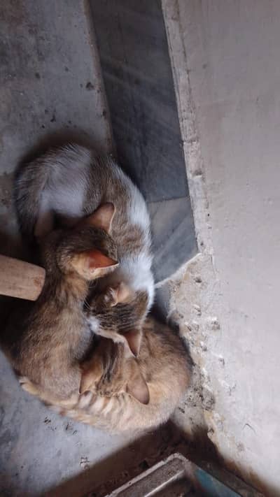 kittens