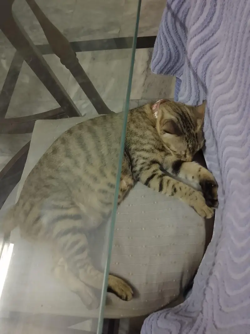 kittens — photo 7