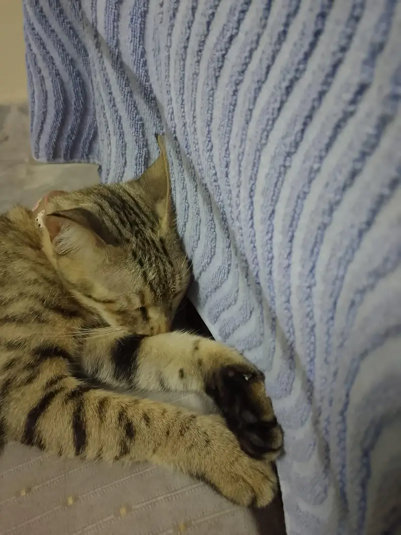 kittens — photo 8