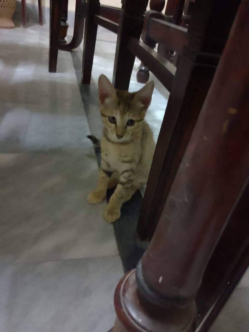 kittens 4