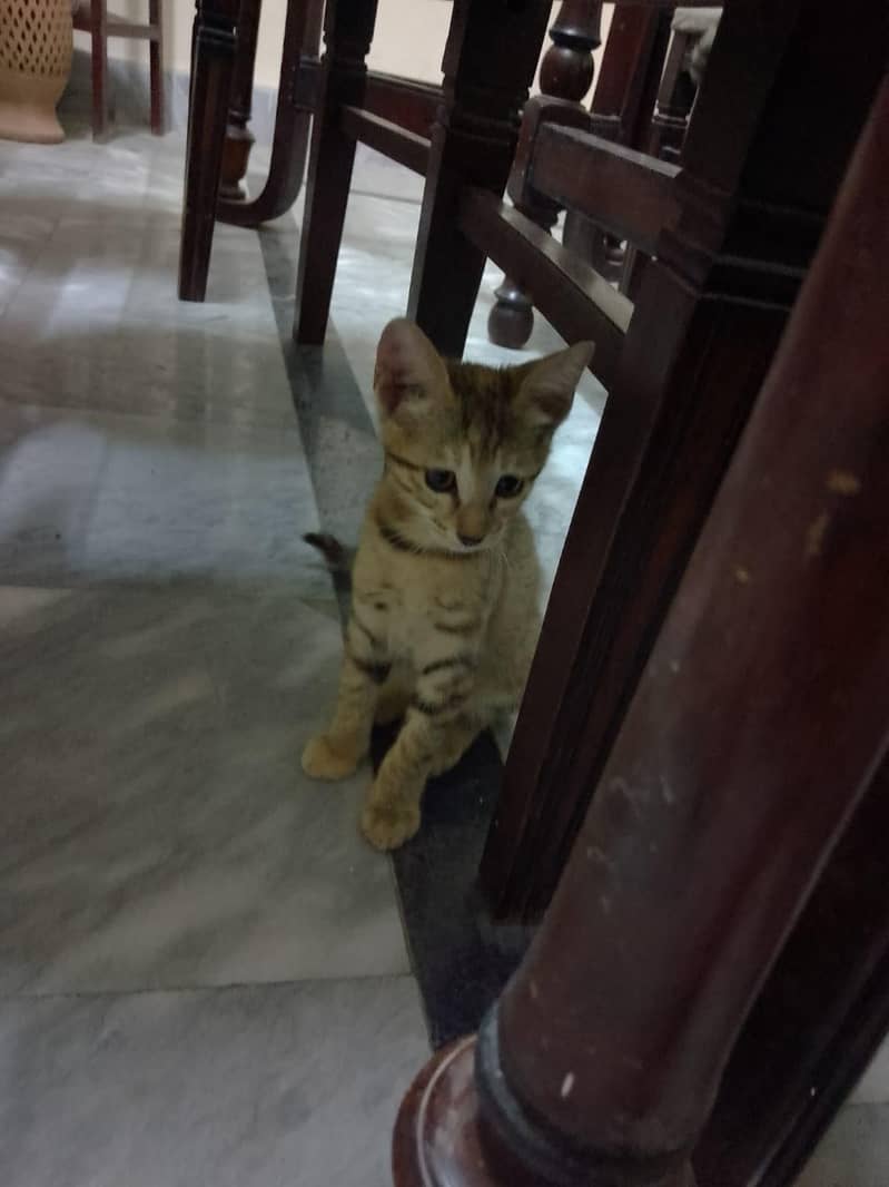 kittens 5